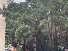 -香港大学