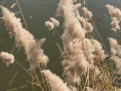 -白渔泡湿地公园