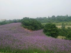 android_upload_pic-密云玫瑰情园