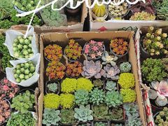 -循礼门鲜花花市(武汉循礼门店)