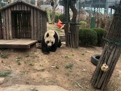 -大连森林动物园