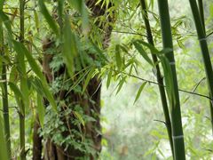 -泰山风景名胜区-普照寺