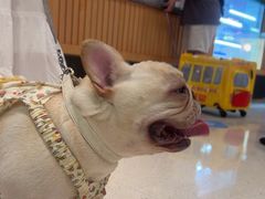 -帕帕拉兹宠物(亚洲旗舰店)