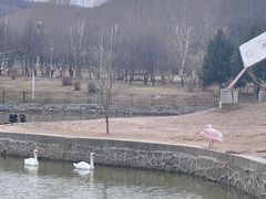 -哈尔滨北方森林动物园