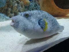 -珠海横琴长隆《卡卡虎奇遇记》