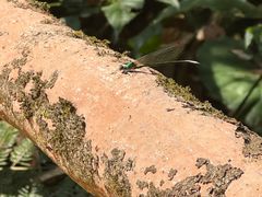 -莫里热带雨林景区