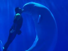 -多彩贵州城极地海洋世界