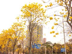 -洲头咀公园