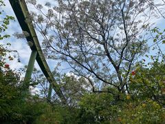 -华侨城湿地公园