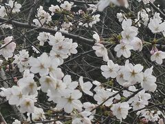 -高东镇樱花园