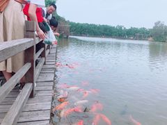 -大湾区中央湿地公园