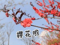 -顾村公园