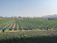 -长洲岛都市农业公园