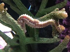 -暹罗海洋世界