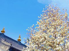 -护国法轮寺