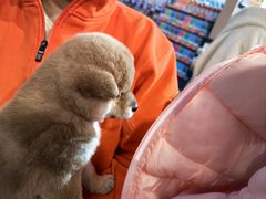 -宠物世家(仲盛世界商城店)