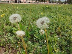 -汉长安城未央宫国家考古遗址公园