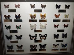 -上海昆虫博物馆