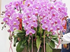 -F.Story 花和故事(新天地店)