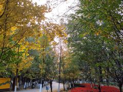 -长白岛森林公园