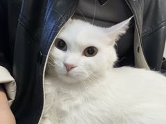 -瑞派·关忠动物医院·猫专科·犬专科(三环新城店)