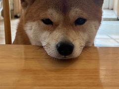 -柴の食堂·日式家庭料理·熊之肆(大学路店)