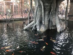 -南宫五洲植物乐园