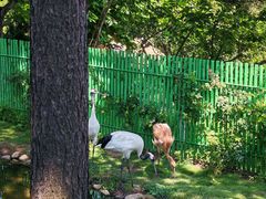 -西霞口神雕山野生动物世界