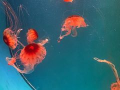 -广州海洋馆