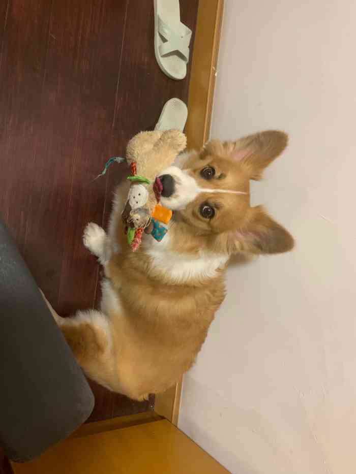 lex 61 pet宠物生活馆-"【项目】洗澡 | 美容非常温暖的一家宠.