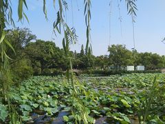 -无锡蠡湖国家湿地公园-蠡园