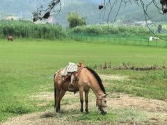 -泸沽湖国家级风景名胜区走婚桥