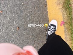 -深圳仙湖植物园