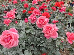 -人民公园(罗湖区)