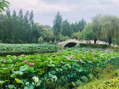 -白洋淀景区