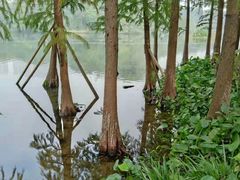 -重庆彩云湖湿地公园