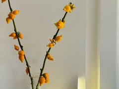-循礼门鲜花花市(武汉循礼门店)
