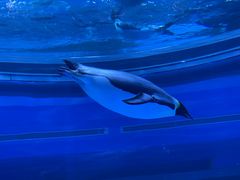 -上海海昌海洋公园