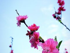 -番禺大夫山森林公园