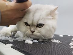 -PETKIT 小佩宠物·低压洗护·美容·寄养(安远店)