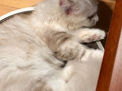 -山宅一喵德文卷毛猫舍