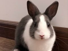 -宠物兔专门店(天丰利市场店)