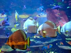 -迪拜帆船酒店海底餐厅