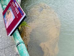 -靖西鹅泉风景区