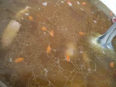 鱿鱼鸡汤-林记三江兔火锅(沿山路自建小区店)