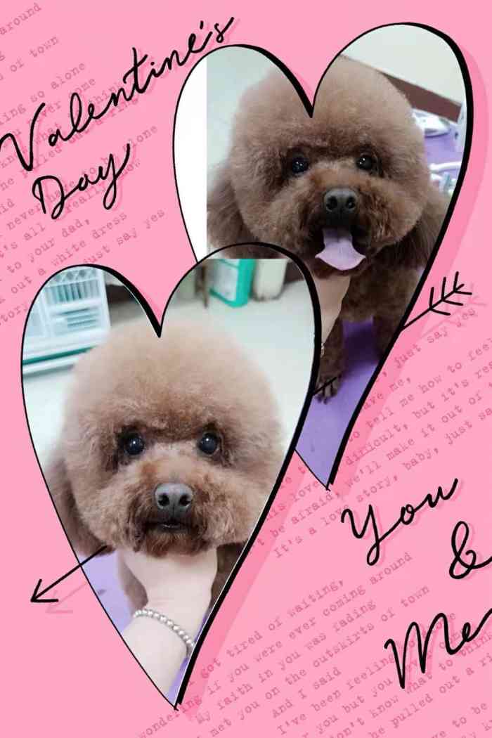 可鲁宠物会所(利津路店)-"【项目】食品用品店里的老顾客了,家里.