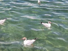 -班公湖