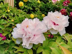 -莲花池公园