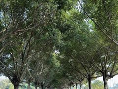 -风云岭森林公园