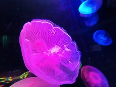 -太平洋海底世界